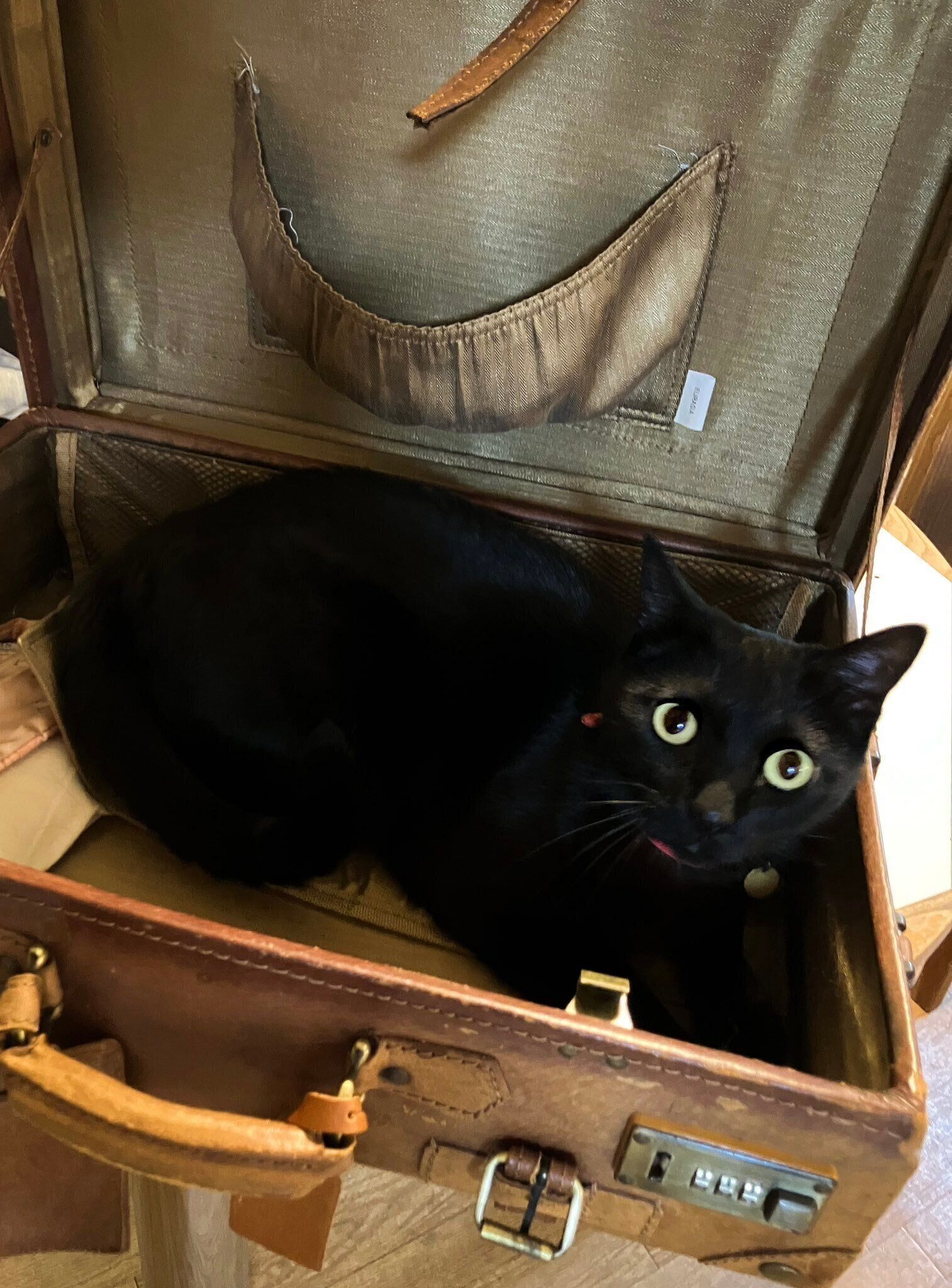 「小さな子どもみたいなかわいさがある」というやまとちゃん