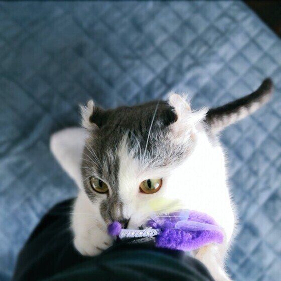 キトくん（マンチカール）