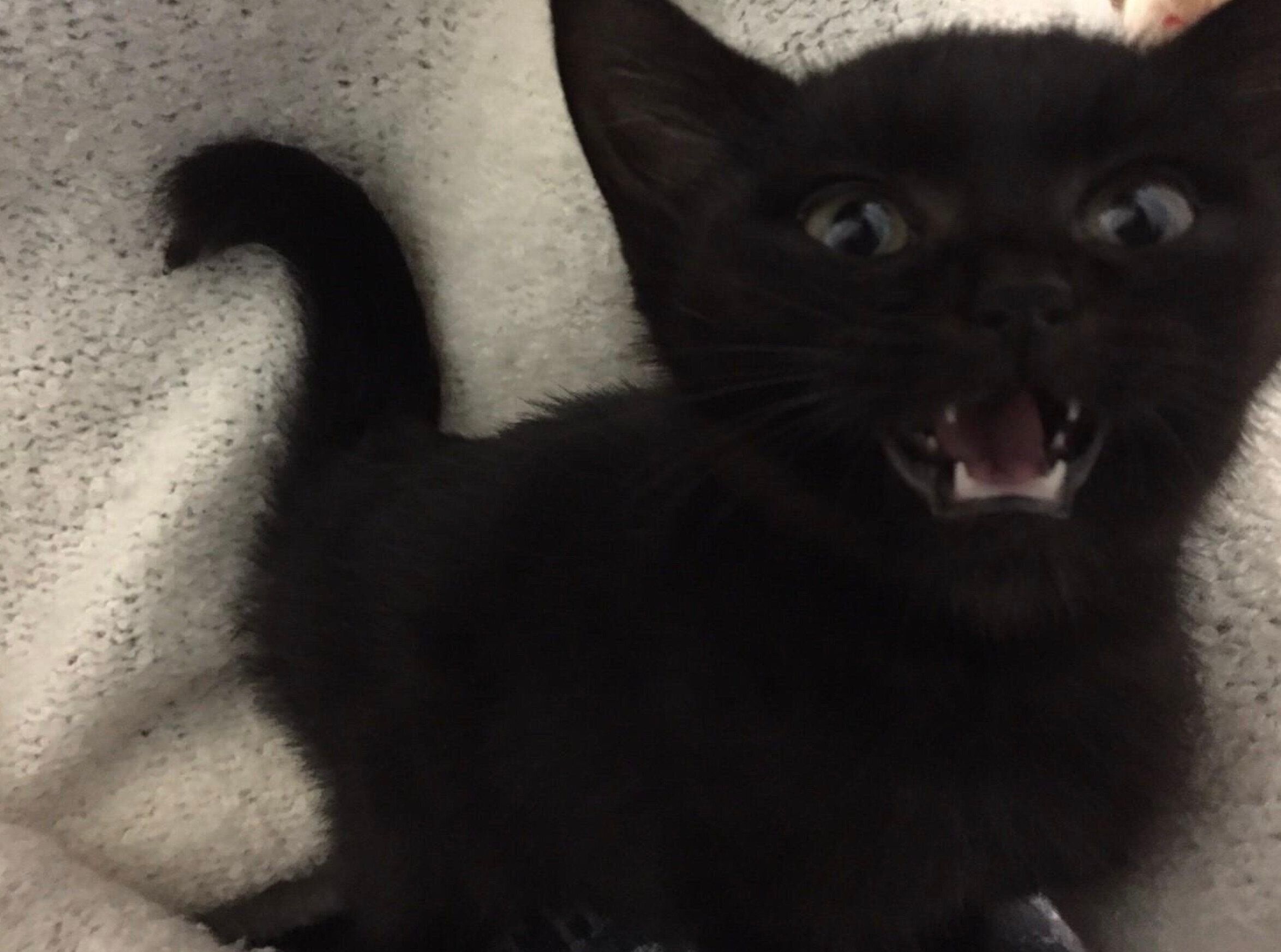 鳴いているしっぽちゃん