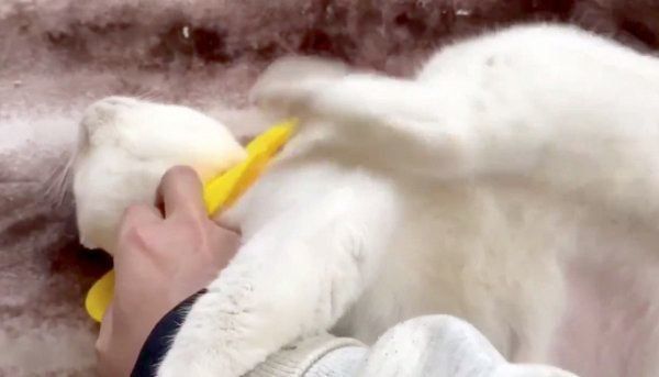 アゴの下を掻いてもらうと、左後ろ脚を動かしちゃうシャオリンちゃん