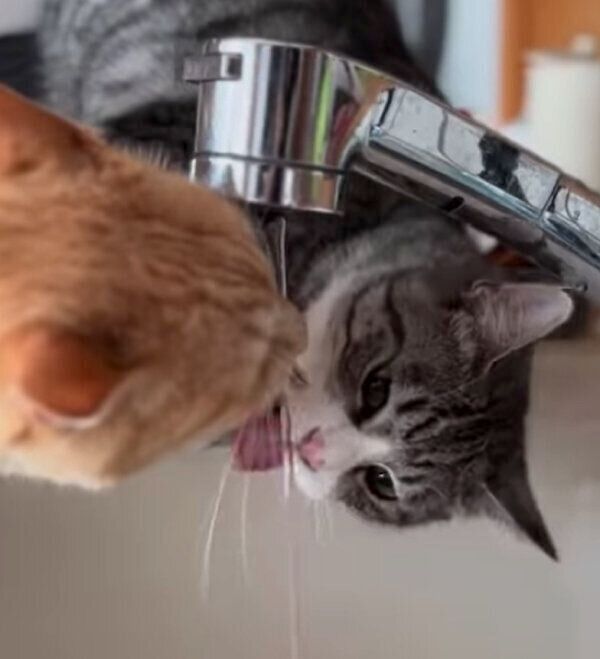 水を飲むもいわちゃんと、まねをしようとするいぶきくん