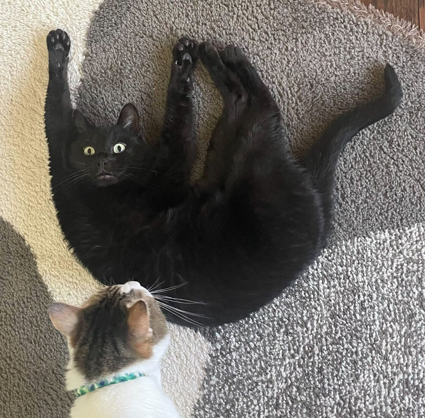 トトちゃんとそらじろーくん