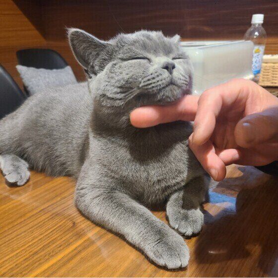 ブリティッシュショートヘア　アリス  