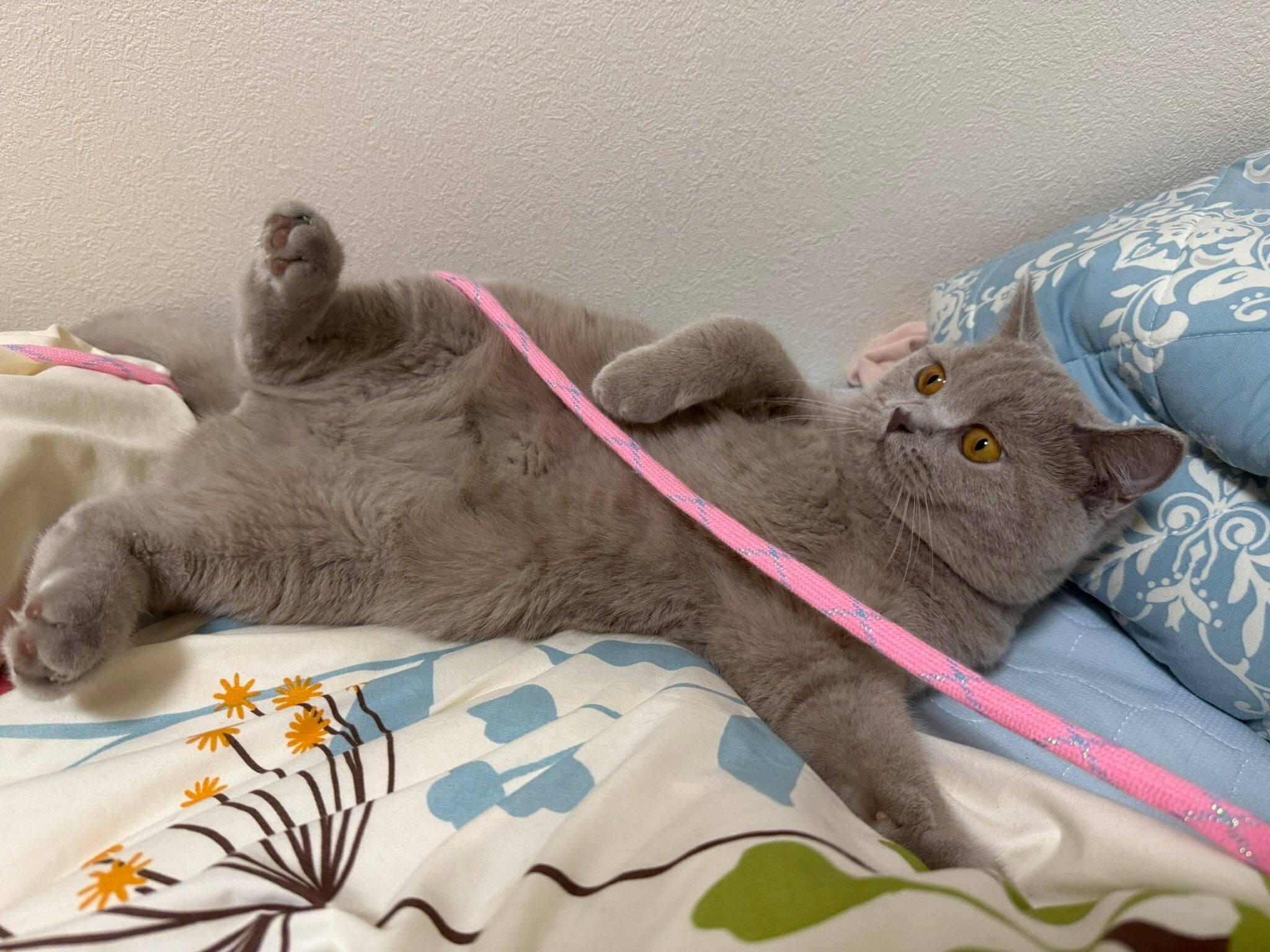 ベッドでくつろぐブリティッシュショートヘア