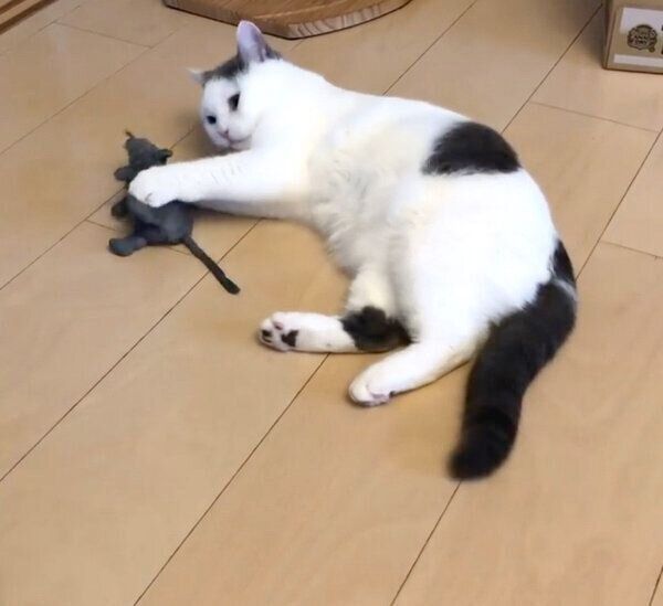 ネズミのぬいぐるみで遊ぶカツヲくん