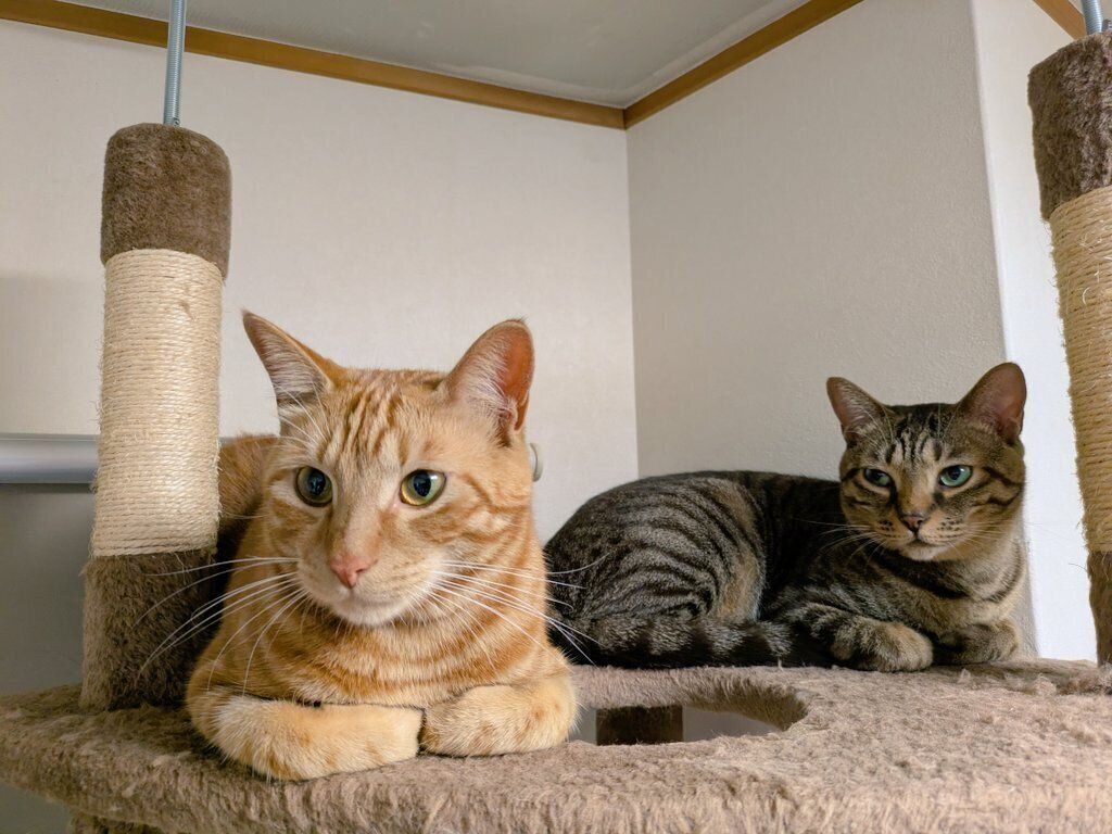 キャットタワーの上でくつろぐ2匹の猫