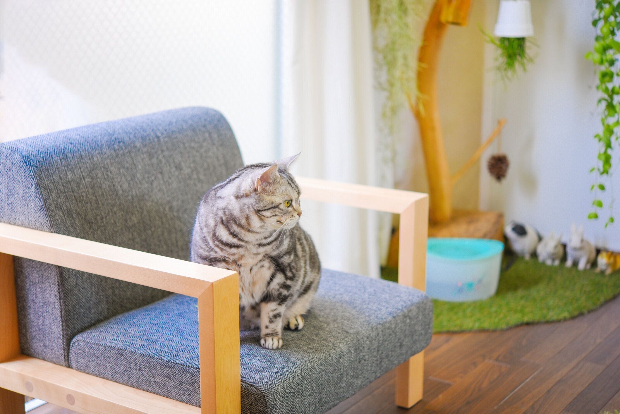 ソファに座っている猫