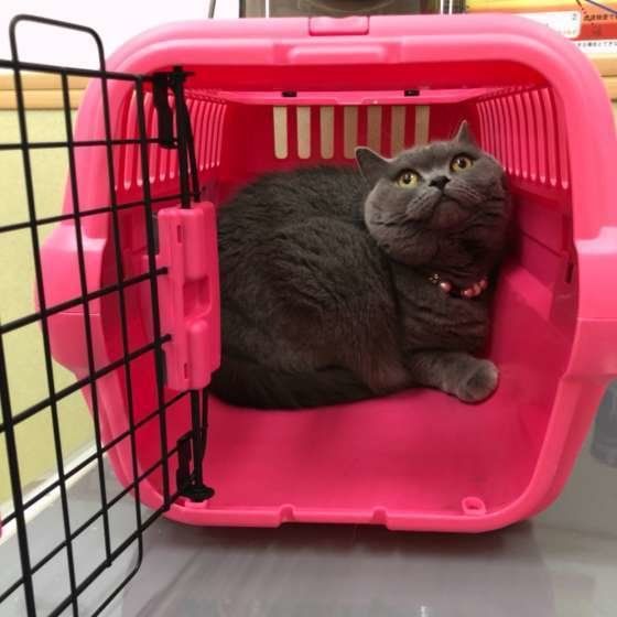 キャリーバッグに入る猫