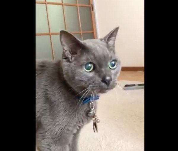 飼い主さんに近づくニャーゴチンちゃん