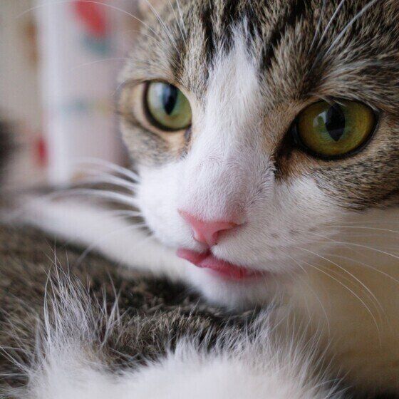 美しいお顔のスコのミヤちゃん