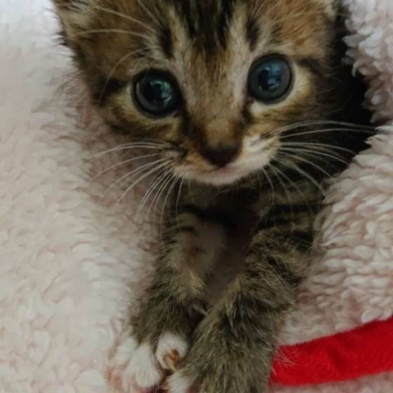 子猫のMIXキジトラジュノちゃん