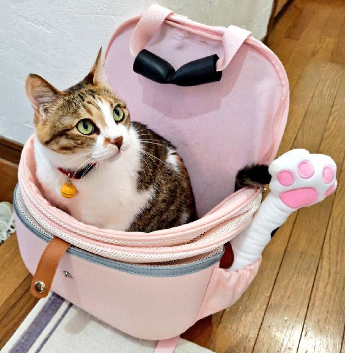 リュックの中に入るテンちゃん