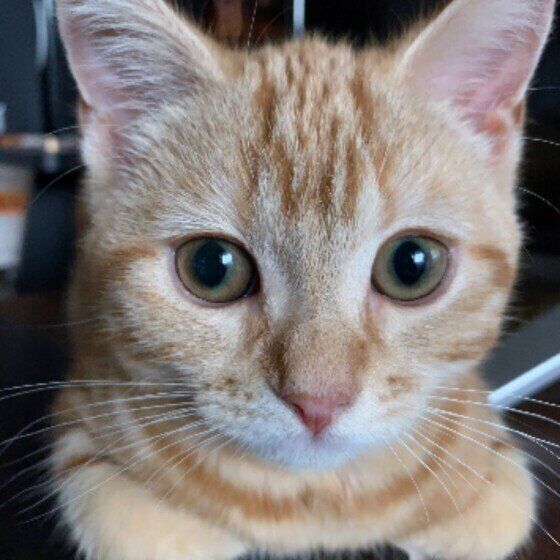 じっと見るアメリカンショートヘア