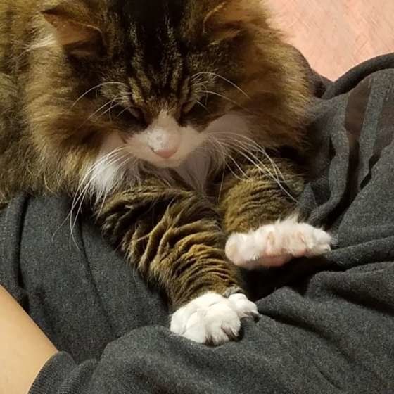 ふみふみするノルウェージアンフォレストキャット