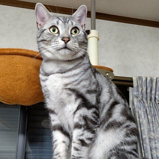 アメリカンショートヘアのルイちゃん