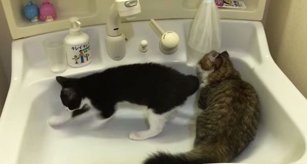 洗面台に集まる猫