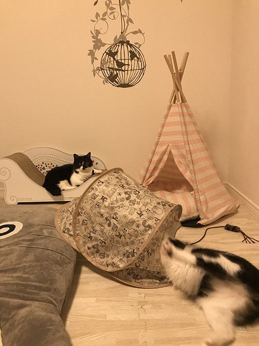 猫部屋にテント置いたら思ったより林間学校だこれ