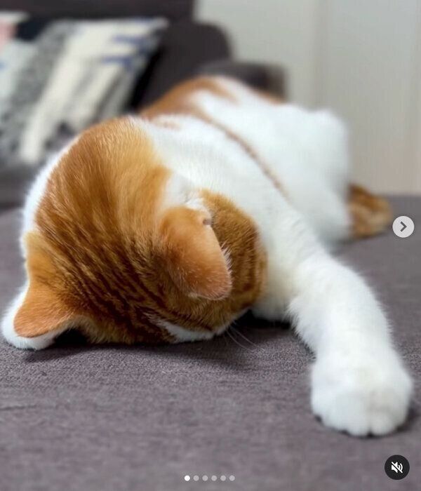 「ごめん寝」をするはなちゃん