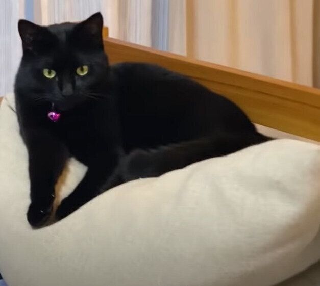 黒猫のナナちゃん