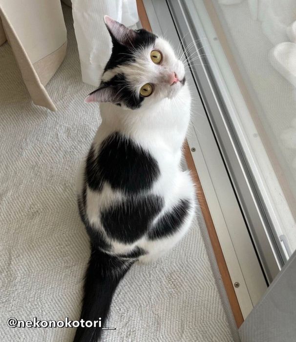 見つめることりくん