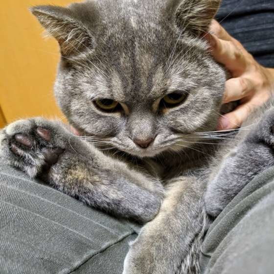獣医師監修 猫のてんかん 症状と原因 治療法や対処法について解説 ねこのきもちweb Magazine 獣医師監修 猫のてんかん 症状と原因 治療法や対処法について解説 ねこのきもちweb Magazine