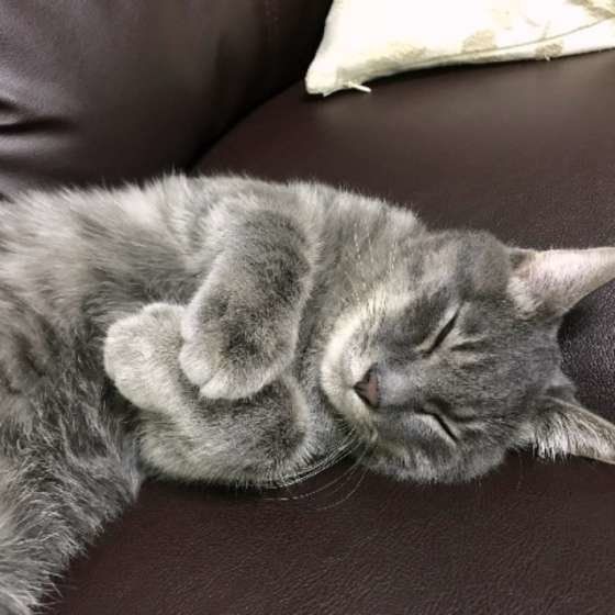 スヤスヤ眠るサバトラ