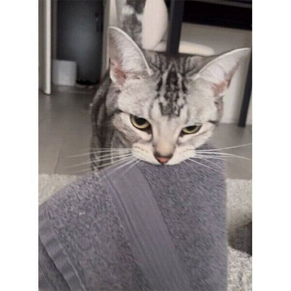 タオルを運ぶララちゃん