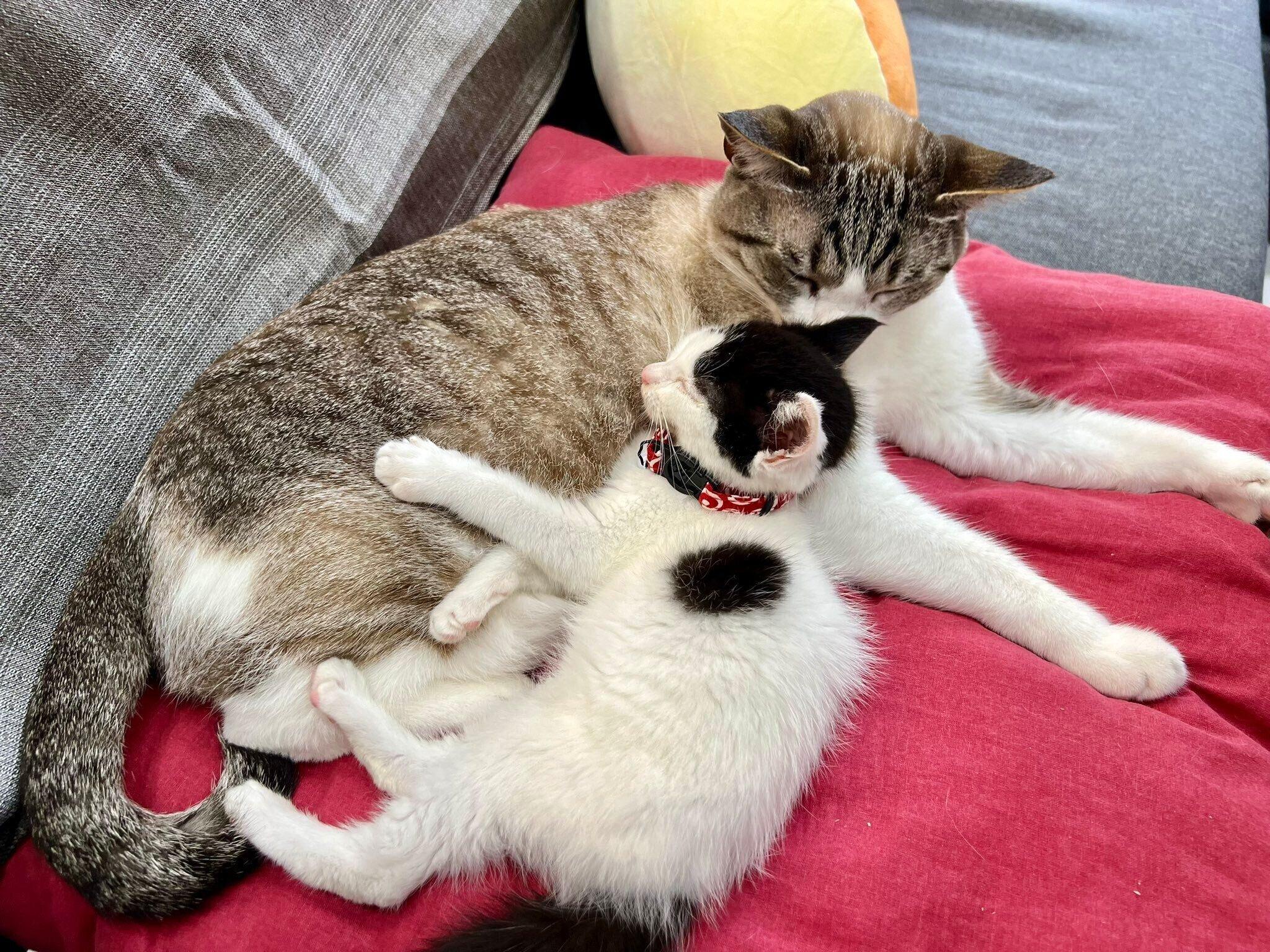 寄り添うういろうくんとおだんごちゃん