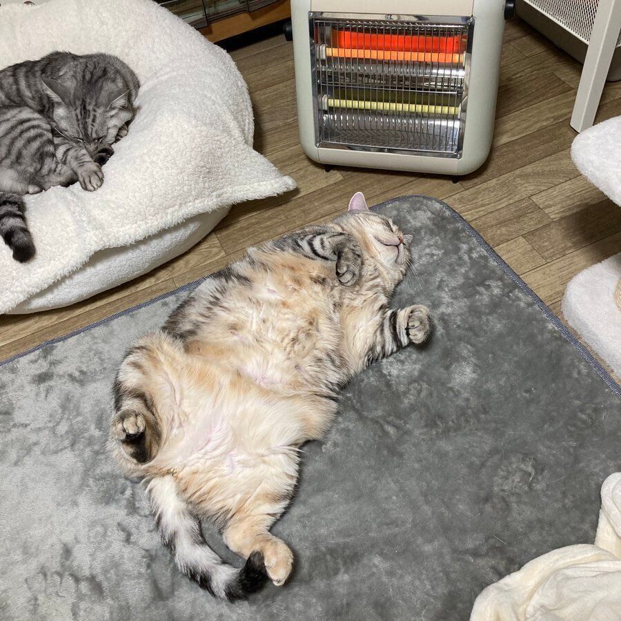 ストーブの前でへそ天する猫