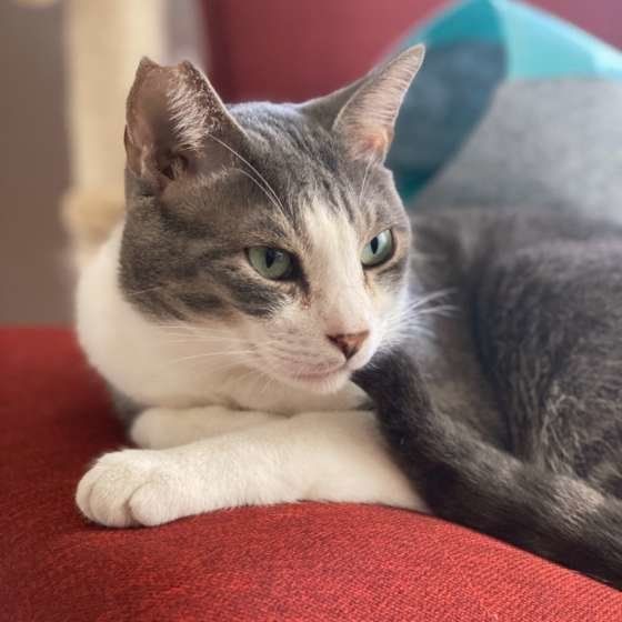 くつろぐサバトラ