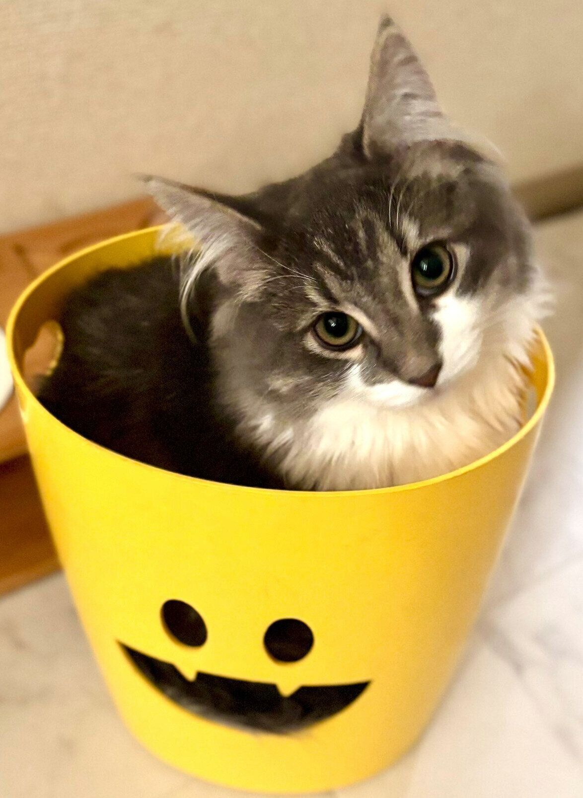 生後約5カ月のころのしらすくん