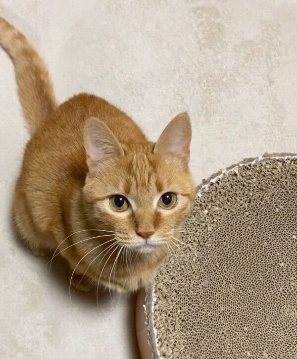 見つめるつぶちゃん