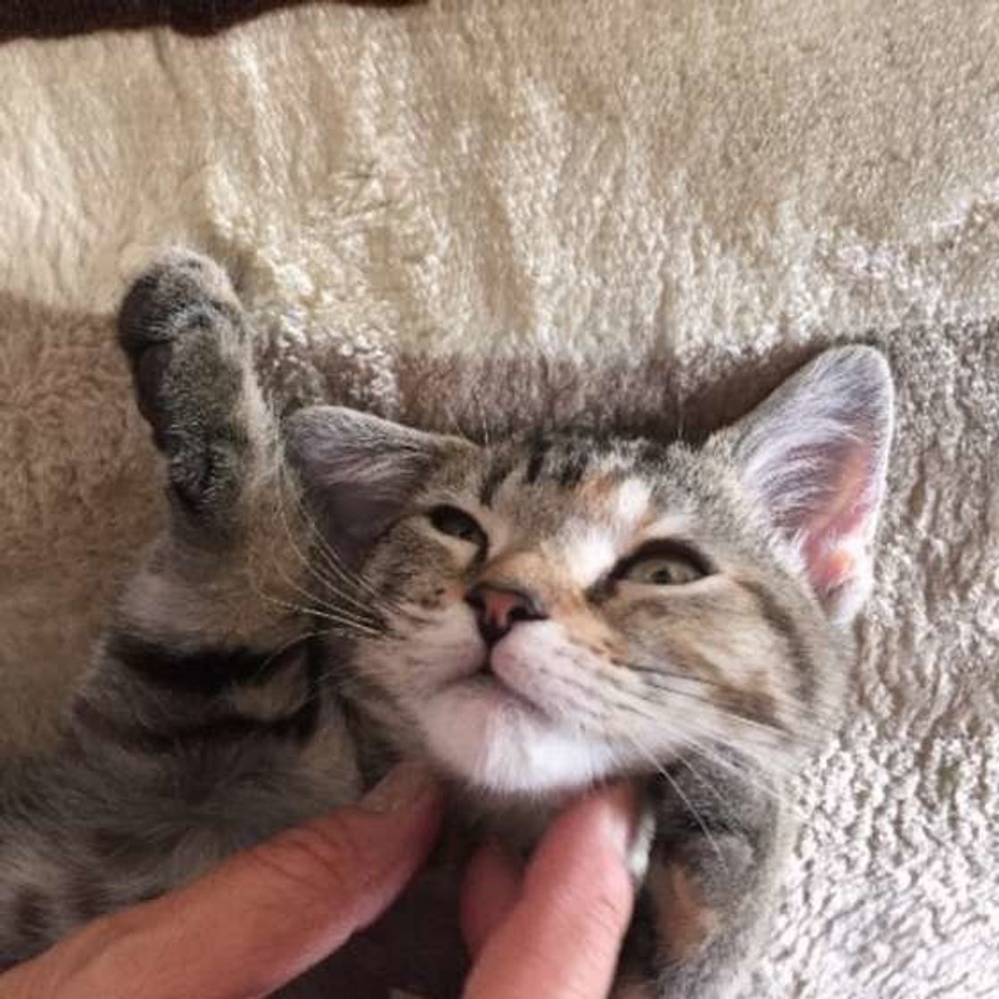 猫が喜ぶ 嫌がる 撫で方 触ってできる健康チェックも伝授 ねこのきもちweb Magazine 猫が喜ぶ 嫌がる 撫で方 触ってできる健康チェックも伝授 ねこのきもちweb Magazine