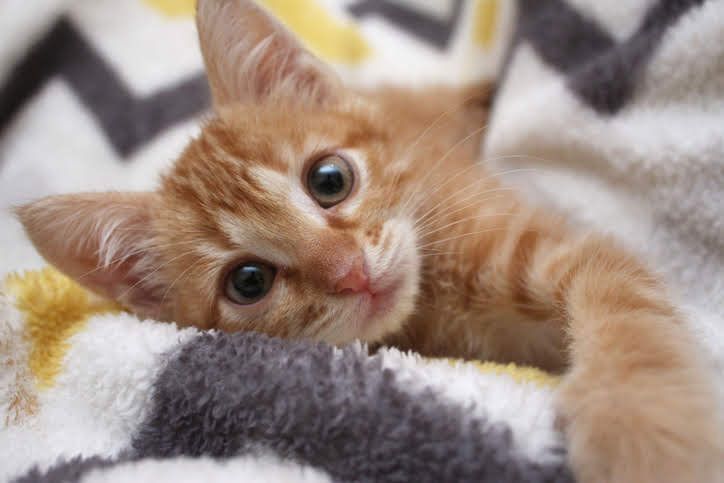 こちらを見つめる茶色の猫