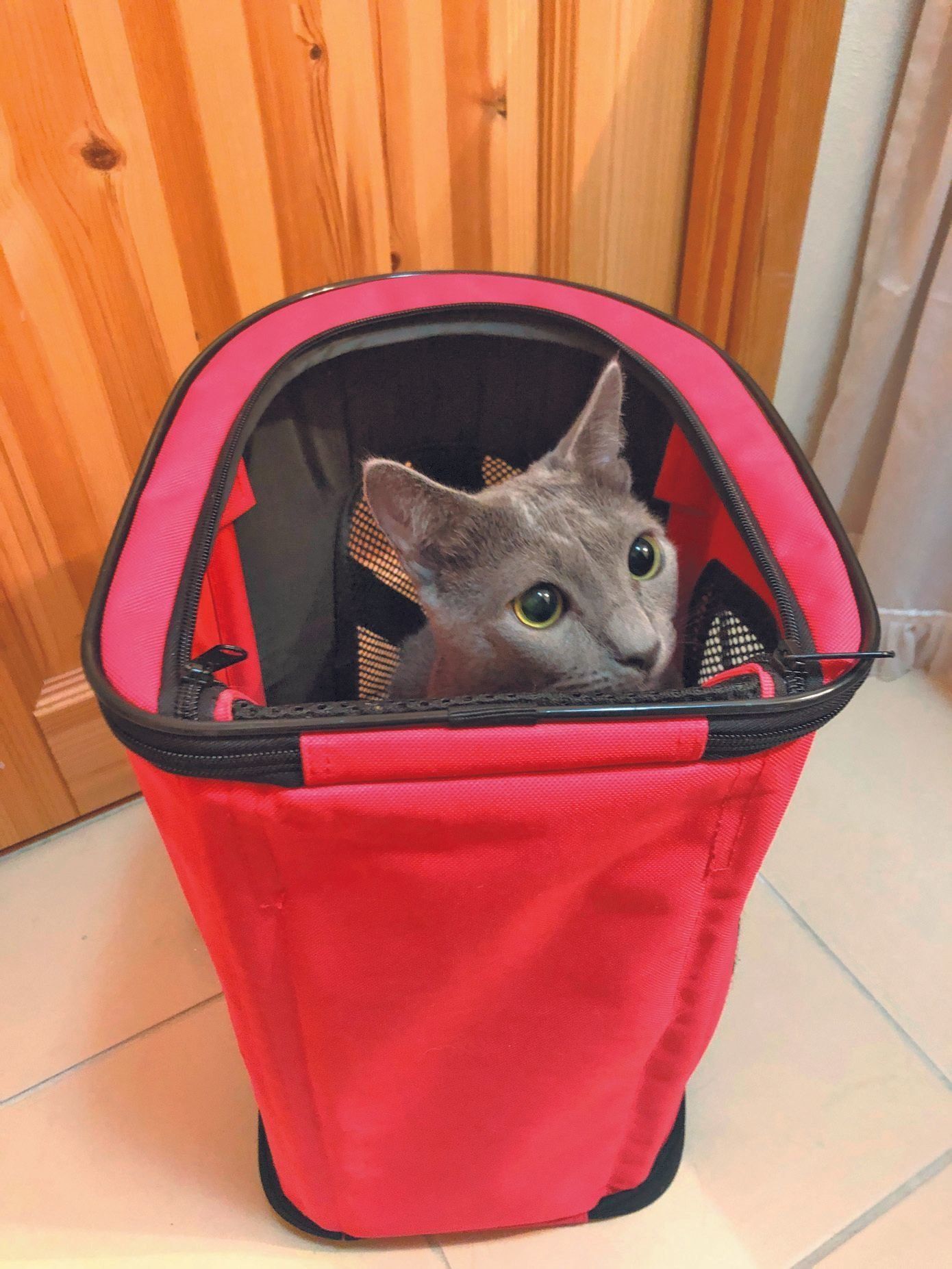 画像／ねこのきもち2019年11月号『愛猫をノーストレスで診てもらう方法』