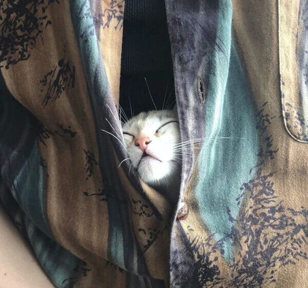 飼い主さんの服の中で眠るルルちゃん