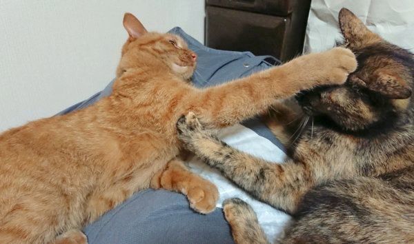 じゃれ合うちゃこちゃん、くろちゃん