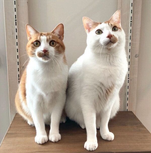 見つめるタルトくん、いちごちゃん