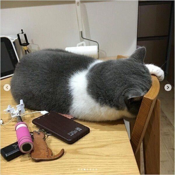 フシギな体勢で眠る福ちゃん