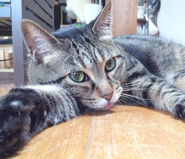 見つめるキジトラ