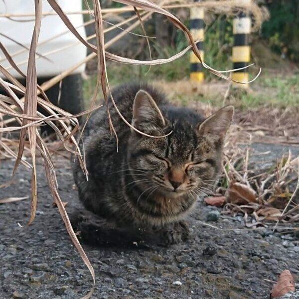 仕事中に見つかったムギちゃん