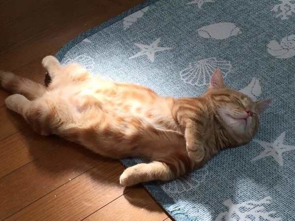 だらだらしているマンチカン