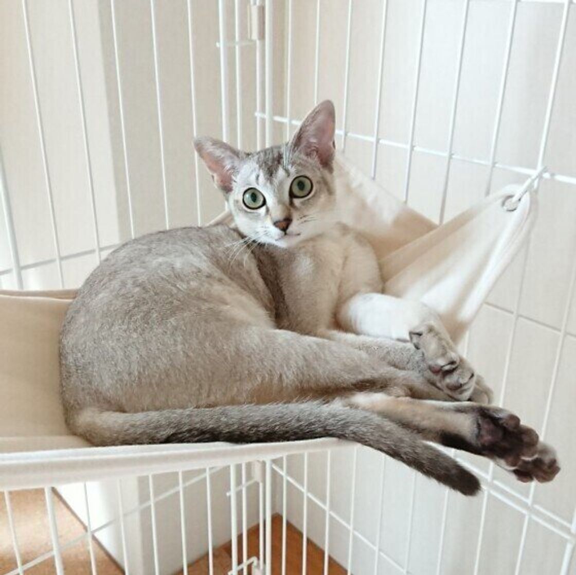 シンガプーラの特徴と飼い方 可愛い画像いっぱい ねこのきもち 猫図鑑 ねこのきもちweb Magazine シンガプーラの特徴と飼い方 可愛い画像いっぱい ねこのきもち 猫図鑑 ねこのきもちweb Magazine