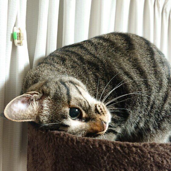 スリスリするキジトラ猫