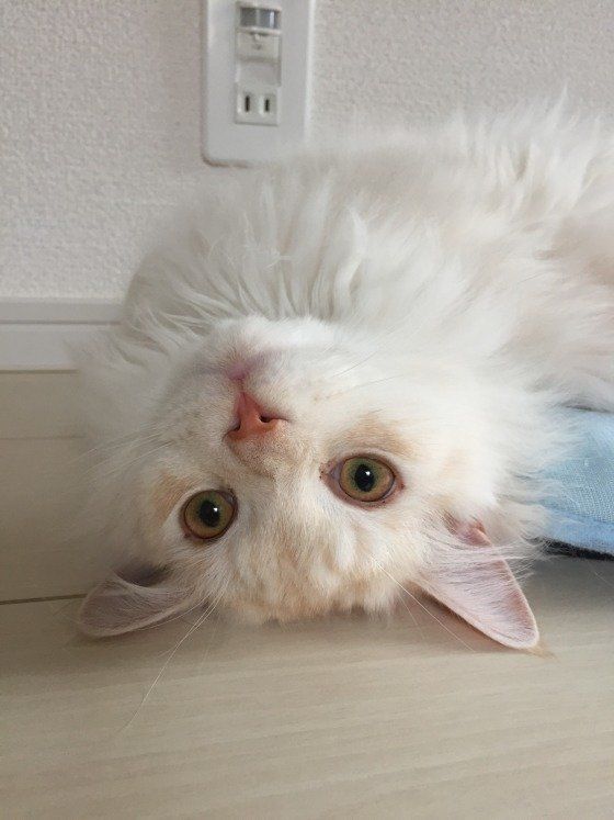 ごろ〜んとなるメインクーン