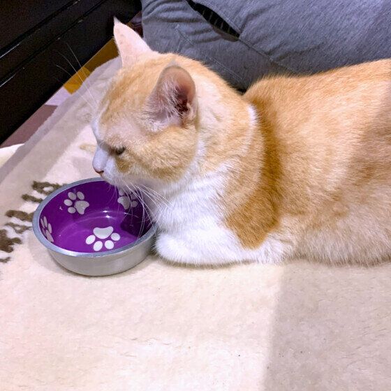 ゴハンを待つマンチカン