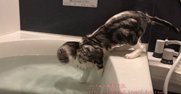 お風呂に入るスコティッシュフォールド