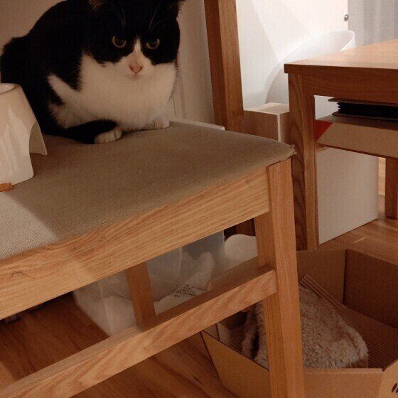 黒白MIXのすずちゃん