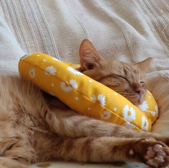 エリザベスカラーを着けるMIXの男の子