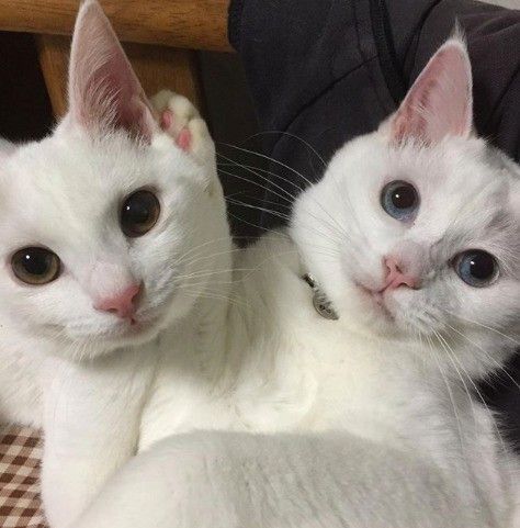 白猫2匹「ぷる」と「りりー」さん